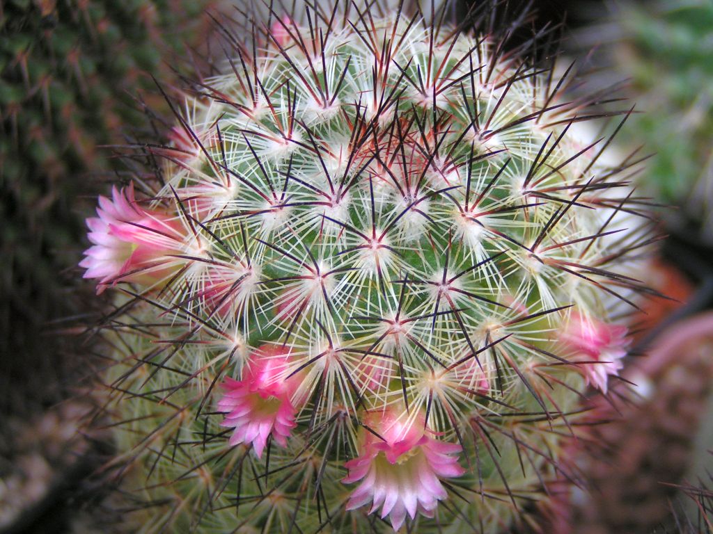 Mammillaria miroheliopsis